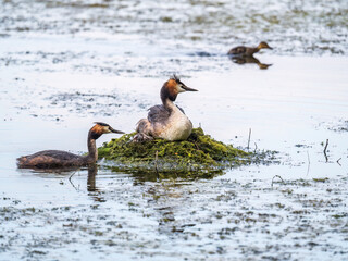 A pair of water birds, Great Crested Grebe, feeding chick at nest.