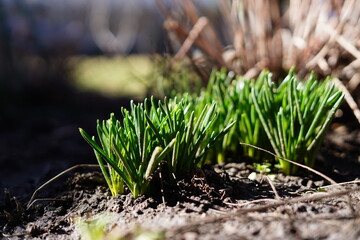 The First, Spring sprouts of Green Grass, on a warm sunny day, after a cold winter. Beauty in Nature. Close up. Copy space