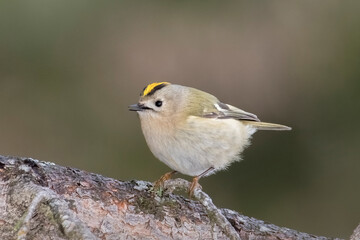 Goldcrest (Regulus regulus) in woodland perched on a coniferous tree against soft bokeh background, Italian Alps.