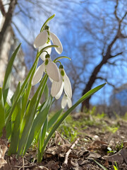 Snowdrops in the yard on a sunny spring day.