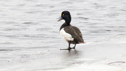 black headed gull