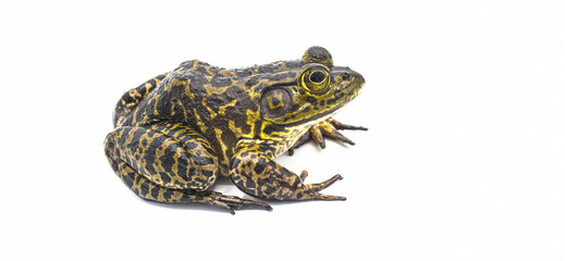 American bullfrog - Lithobates or Rana catesbeianus - large male with tympanum larger than eye...