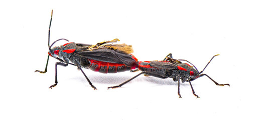 Jadera haematoloma - the red shouldered bug, goldenrain tree bug or soapberry bug isolated on white