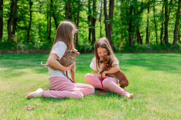 two happy little girls are walking in the park in the summer with their pets, small dogs dachshund and chihuahua. children's day