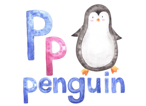 Aquarelle letter P for written word "penguin", pictured book, card for education.Watercolor hand drawn illustrated painted kids alphabet of english language.Isolated
