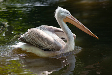 Fototapeta na wymiar Swimming young pelican in the water close up