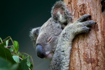 Australian Koala sleeping in a  eucalyptus tree close up