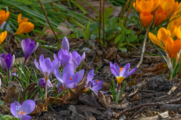 Violet and yellow colourful  crocus flowers in early spring