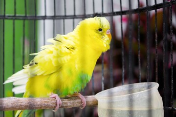A parakeet in a cage