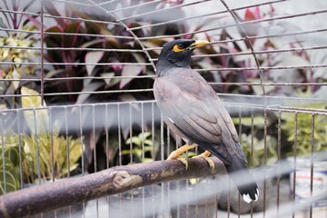 A nias bird in a cage