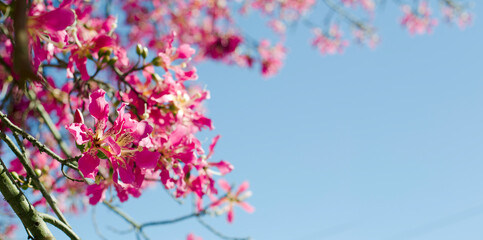 Obraz na płótnie Canvas spring blossom
