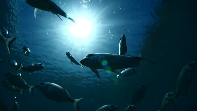 underwater fish scenery sun beams and rays underwater landscape sea breams