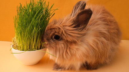 Rabbit and green grass on a yellow background.