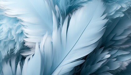 Fototapeta na wymiar White feather texture pattern background