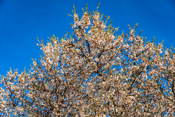 Almond trees in bloom with a brutal contrast with the blue sky in early spring and the white, red and pink flowers with green branches, this is one of the most beautiful flowers that exist.