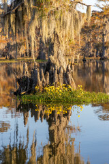 Beautiful Bald Cyprus tree and yellow flower reflection