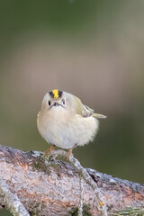 Goldcrest (Regulus regulus) perched on a pine tree against soft bokeh background  - vertical, Italian Alps.