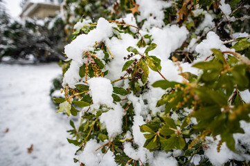 Snow settles on a bush in winter.