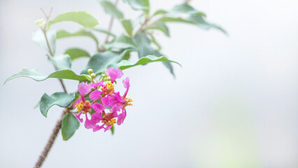 Obraz na płótnie Canvas Close-up of sweet pink dwarf cherry blossoms