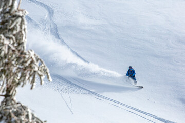 Fototapeta na wymiar The backcountry snowboarder gracefully carves through the untouched powder snow