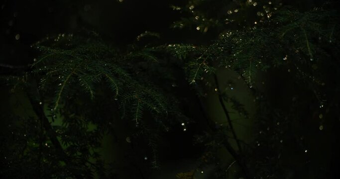 Raindrops on light-dappled hemlocks