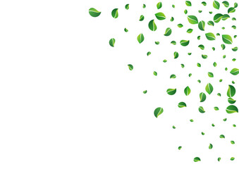 Mint Foliage Nature Vector White Background. Tea