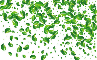 Lime Foliage Abstract Vector White Background.