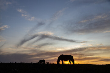 Fototapeta na wymiar Silhouette of two horses grazing at sunset time in Sao Francisco de Paula, Rio Grande do Sul, Brazil