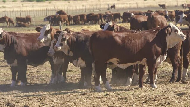 Braford is a bovine breed.