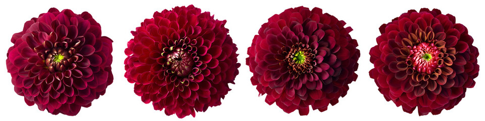 Assorted burgundy dark red dahlia flower heads on transparent PNG background. Created with Generative AI.
