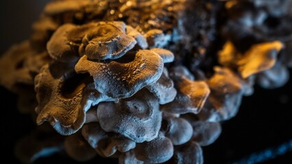Pilze in Dunkelheit sind wunderschön