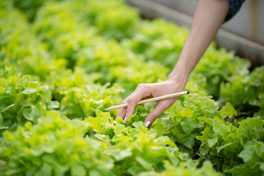 Close Up Hand Farmer.Green Oak Salad.Asian Woman Hand Picking Up And Save Data Vegetable.