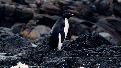 Portrait of Adélie Penguin in Antarctica On Rocky Coast