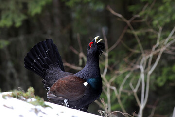 Western capercaillie (Tetrao urogallus) displaying in the wild area of the Carpathian Mountains during their lekking season in a mountains spruce forest.