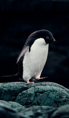 Fototapeta premium Portrait of Adélie Penguin in Antarctica Walking over Rocks