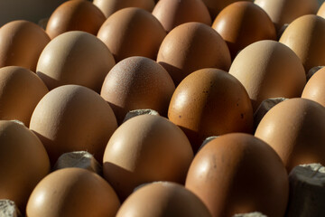 chicken eggs in a shell. close-up of eggs