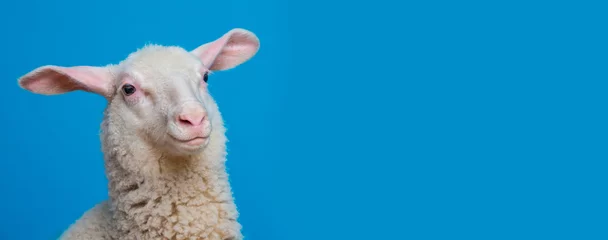 Tuinposter a happy lamb  - portrait on a blue background © Vera Kuttelvaserova