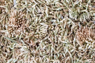 Dried mountain clover herb background, top view, Trifolium montanum, macro texture.