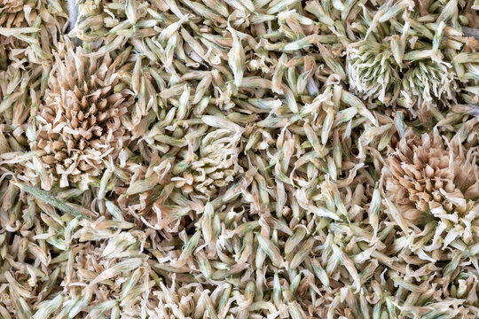 Dried mountain clover herb background, top view, Trifolium montanum, macro texture.