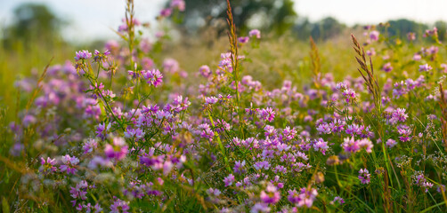 Obraz na płótnie Canvas closeup wild flowers on forest glade