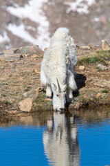 Mountain Goat Drinking from alpine pond