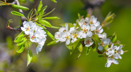 closeup apple tree branch in blossom