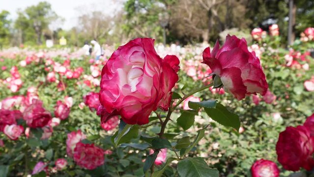 Magnifico primer plano de una Rosa Roja en el el Parque de Rosales en Primavera en la Ciudad