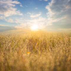 closeup prairie grass in early morning sun light, outdoor natural sunrise background