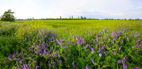 green summer prairie with flowers