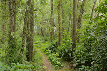Fototapeta na wymiar Hiking trail through a lush green spring forest near Gavere, Flanders, Belgium