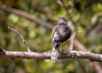 the besra, also called the besra sparrowhawk, is a bird of prey in the family Accipitridae. this photo was taken from Sundarbans,Bangladesh.