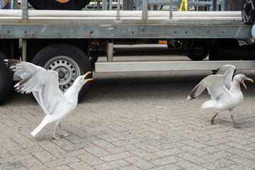 loud aggressive seagulls in Rotterdam squawk and compete for scraps of food that fall on the floor...