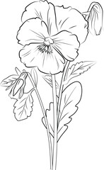 Cute kids coloring pages, easy pansy flower drawing, pansy flower black and white illustration, pansy flower outline, pansy flower vector art, simple flower drawing.
