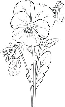 recommend clip art: Cute kids coloring pages, easy pansy flower drawing, pansy flower black and white illustration, pansy flower outline, pansy flower vector art, simple flower drawing.
                    